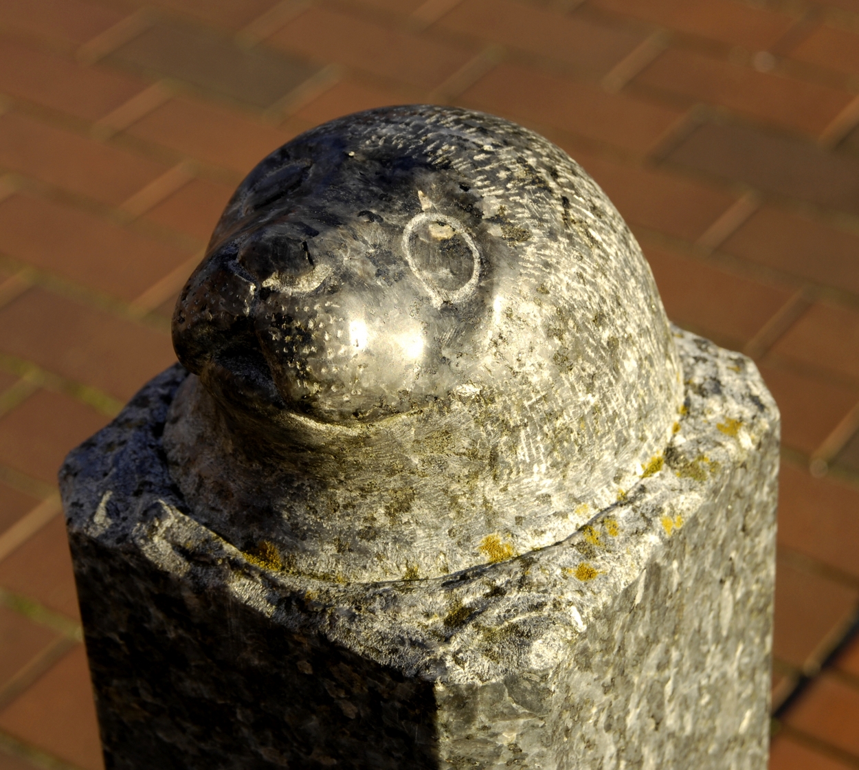Neuharlingersiel, Seehunde