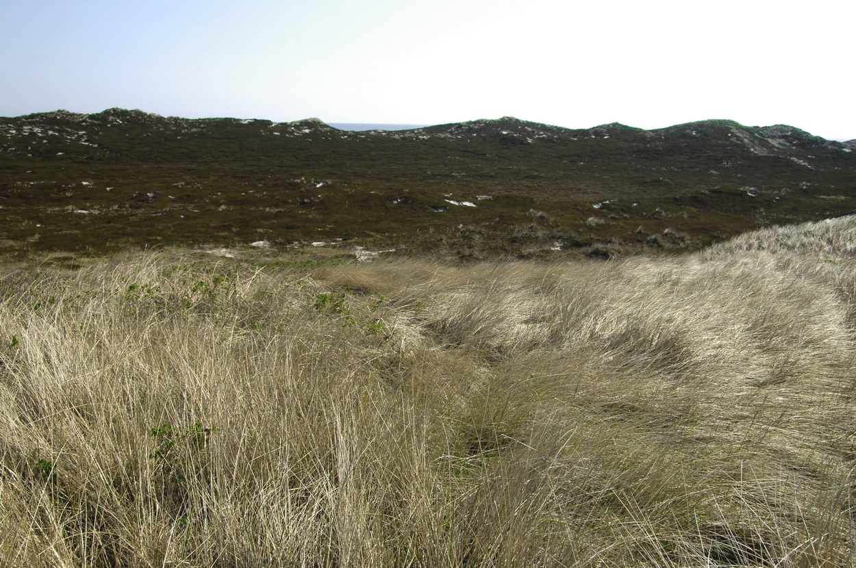 Sylt, Natur