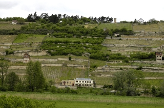 Freyburg Weinberge